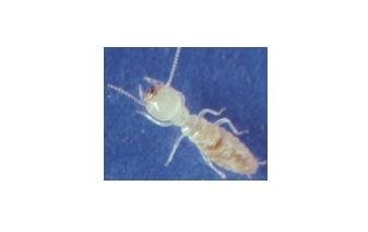 Subterranean Termites
