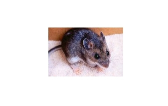 Deer Mice