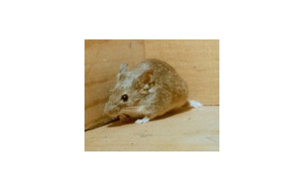 House Mice